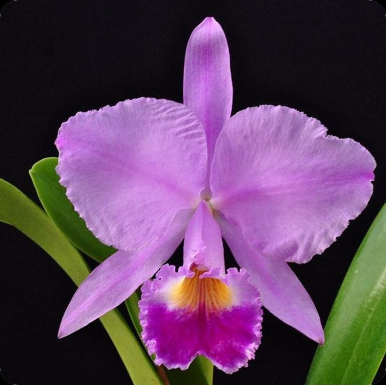 Servicio premium de masajes eróticos en Algeciras - Cattleya Zensation